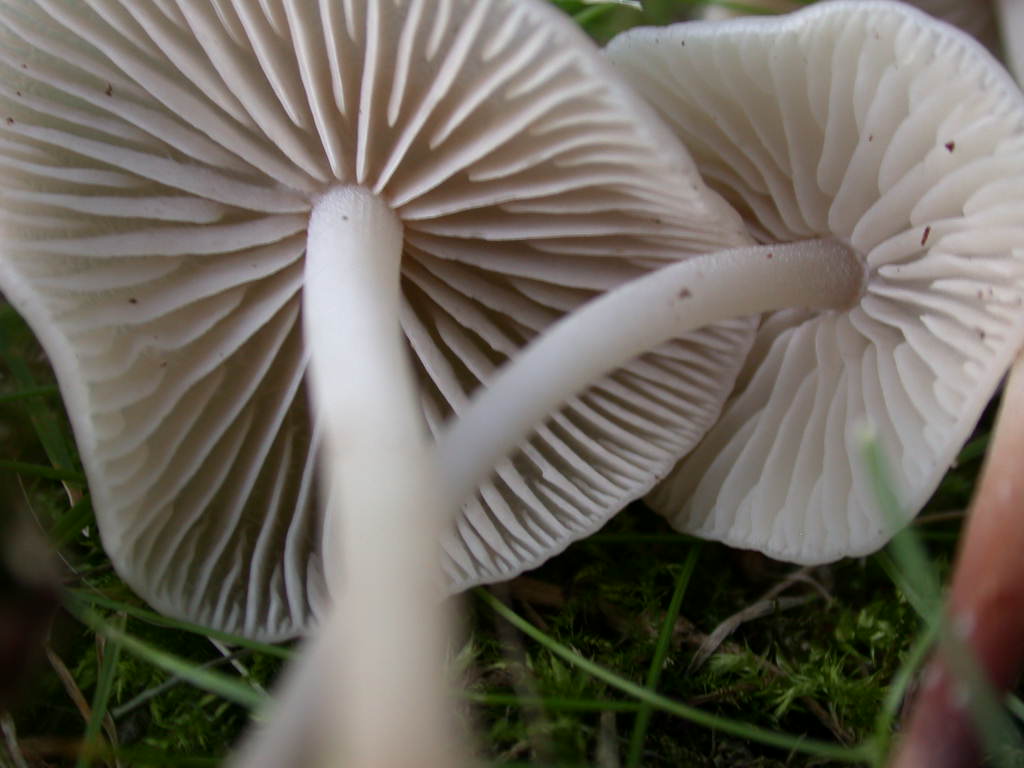 Marasmius wynnei